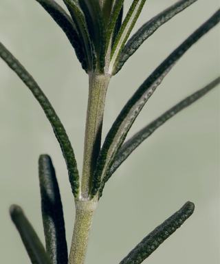 Rosemary Root Enhancer